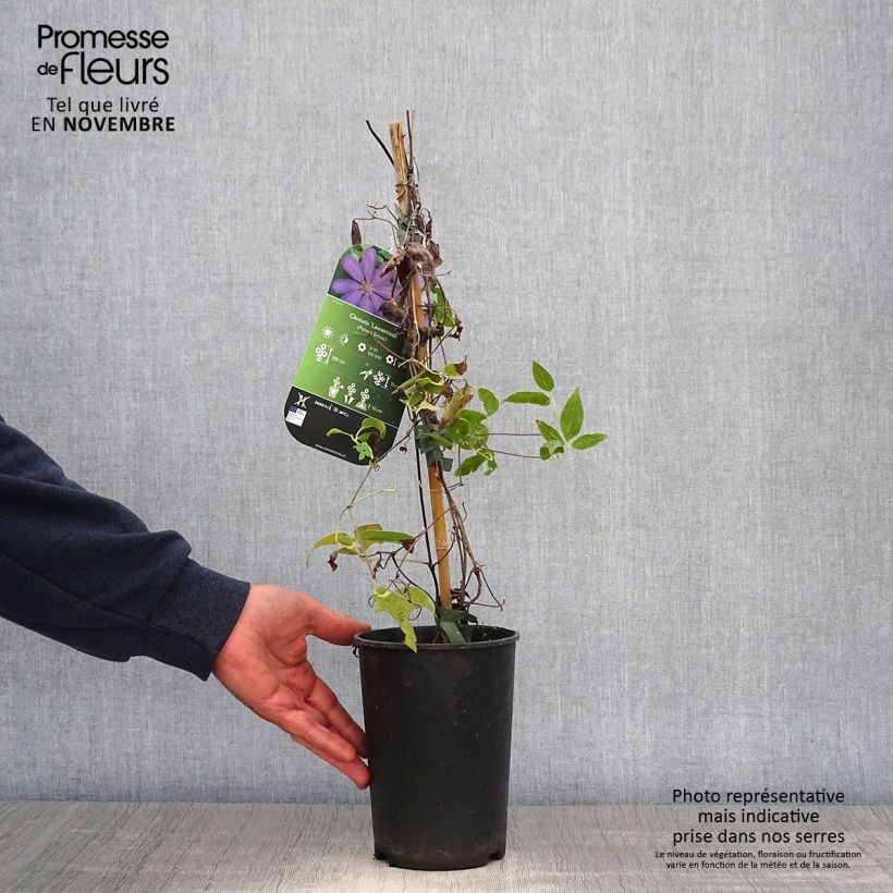 Ejemplar de Clematis Lawsoniana Maceta 1,5L/2L entregado en otoño