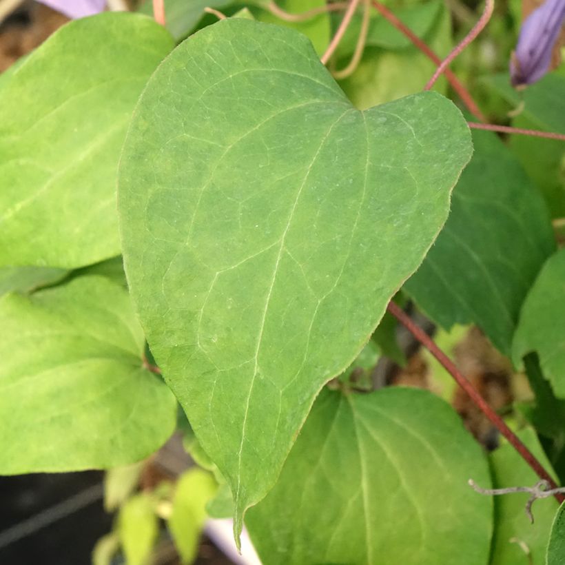 Clematis Lawsoniana (Follaje)