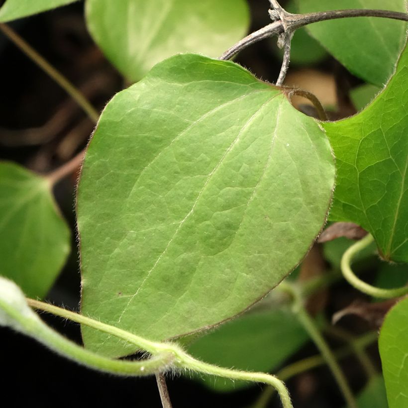 Clematis Lawsoniana (Follaje)