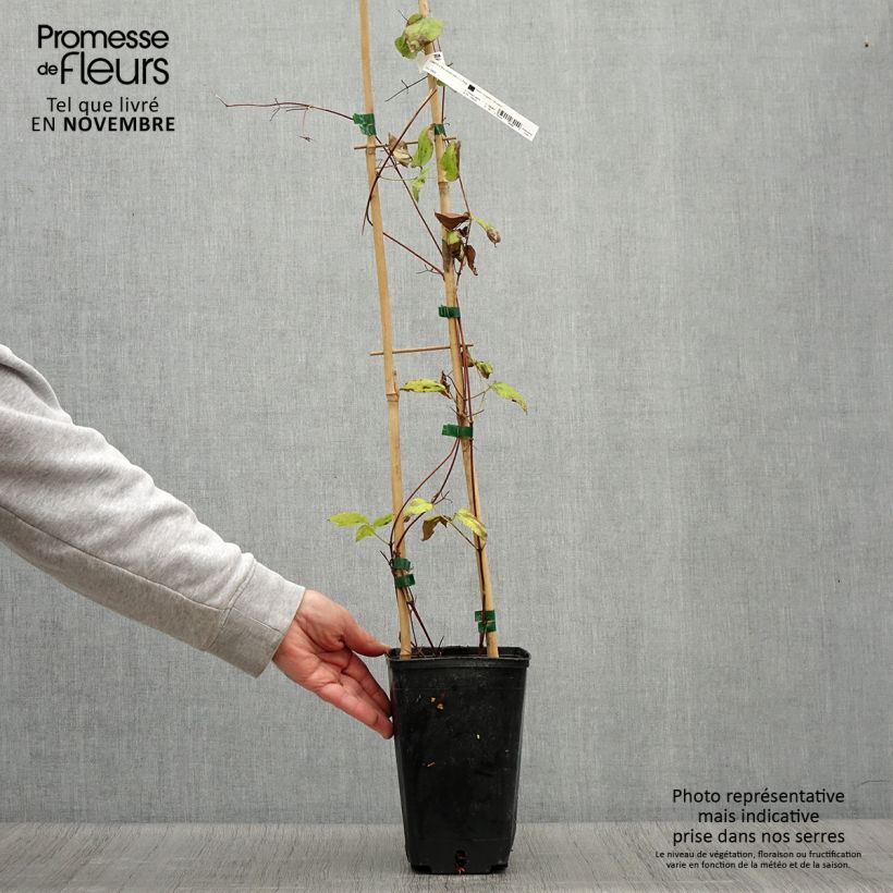 Ejemplar de Clematis jackmanii Madame Edouard André Maceta 2L/3L entregado en otoño