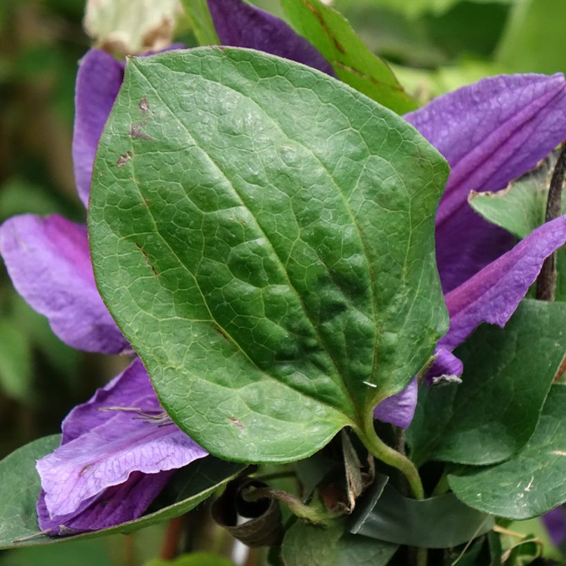 Clematis Mon Amour (Follaje)