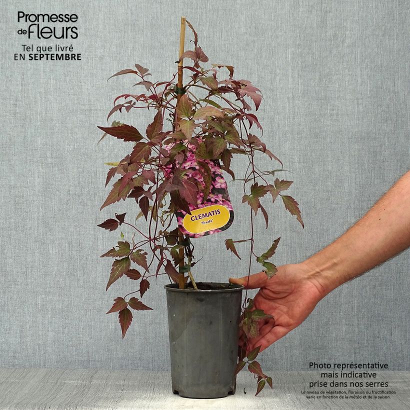 Ejemplar de Clematis montana Freda Maceta 2L/3L entregado en otoño