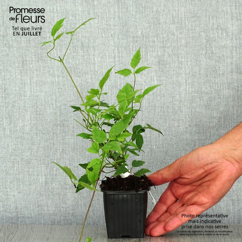 Ejemplar de Clematis montana Grandiflora Maceta de 8/9 cm entregado en verano