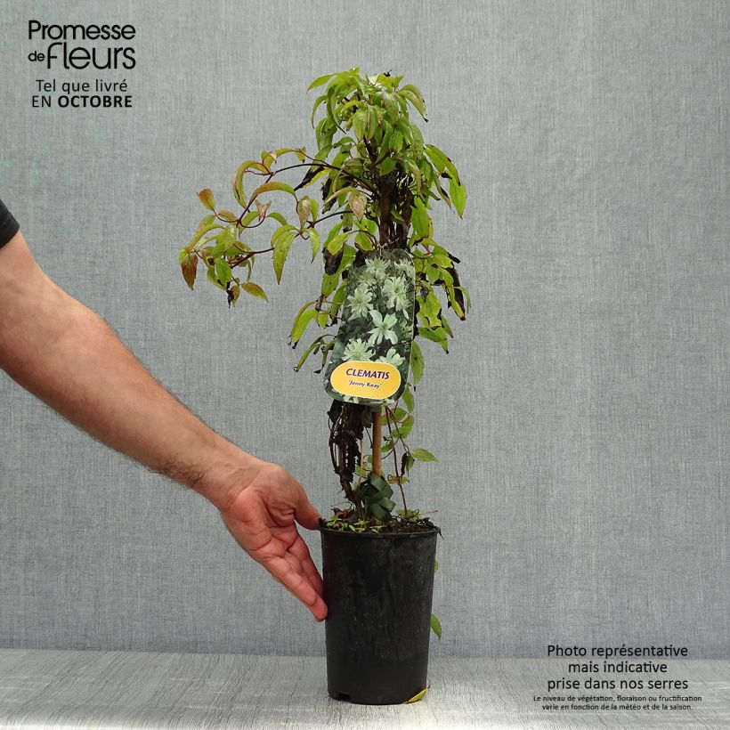 Ejemplar de Clematis Jenny Keay Maceta 2L/3L entregado en otoño