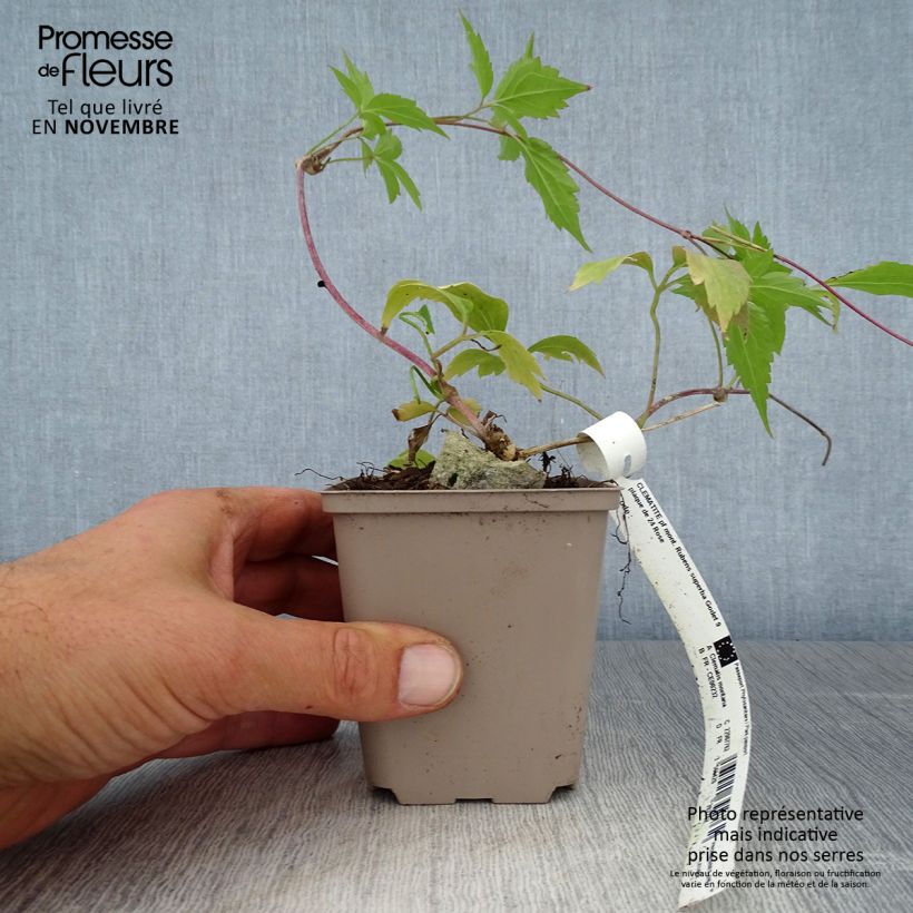 Ejemplar de Clematis montana Rubens Maceta de 8/9 cm entregado en otoño