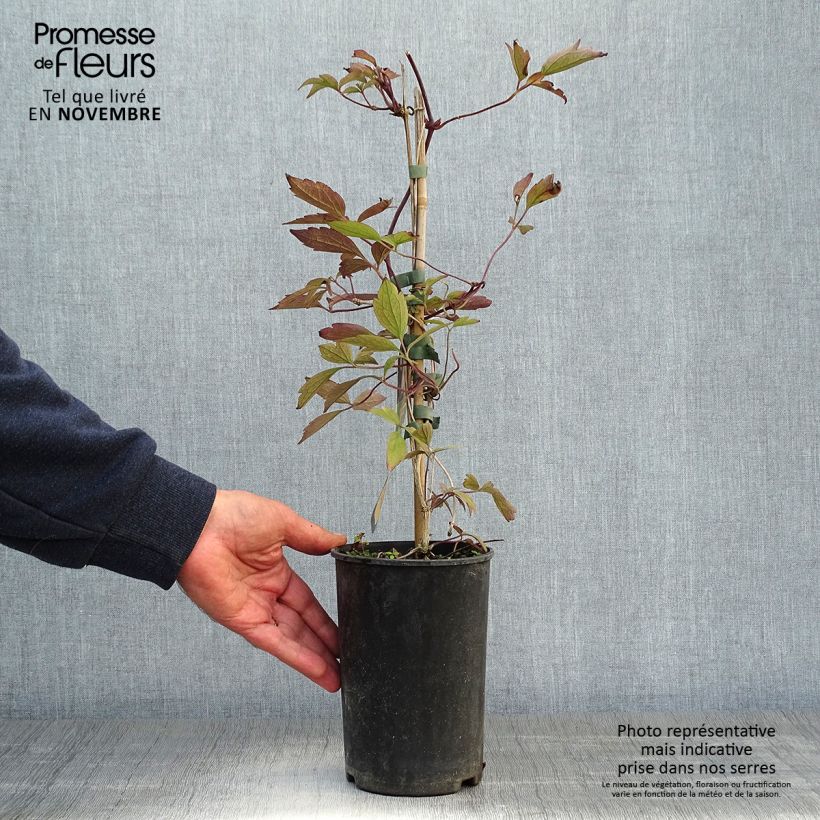 Ejemplar de Clematis montana Rubens Maceta 1,5L/2L entregado en otoño