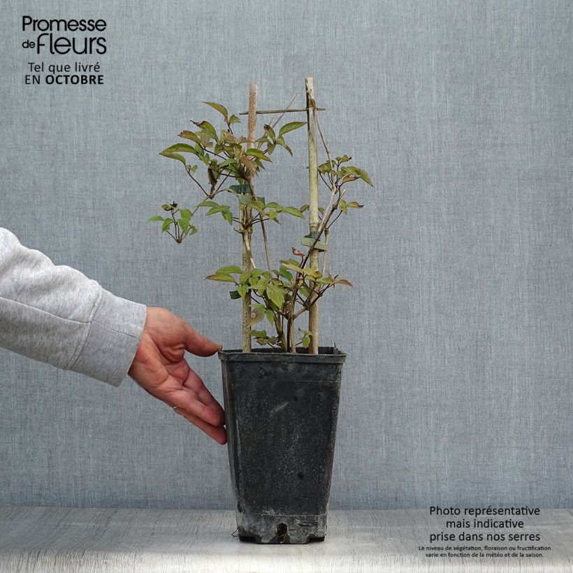 Ejemplar de Clematis montana Spooneri Maceta 2L/3L entregado en otoño