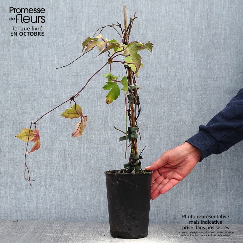 Ejemplar de Clematis montana Tetrarose Maceta 2L/3L entregado en otoño