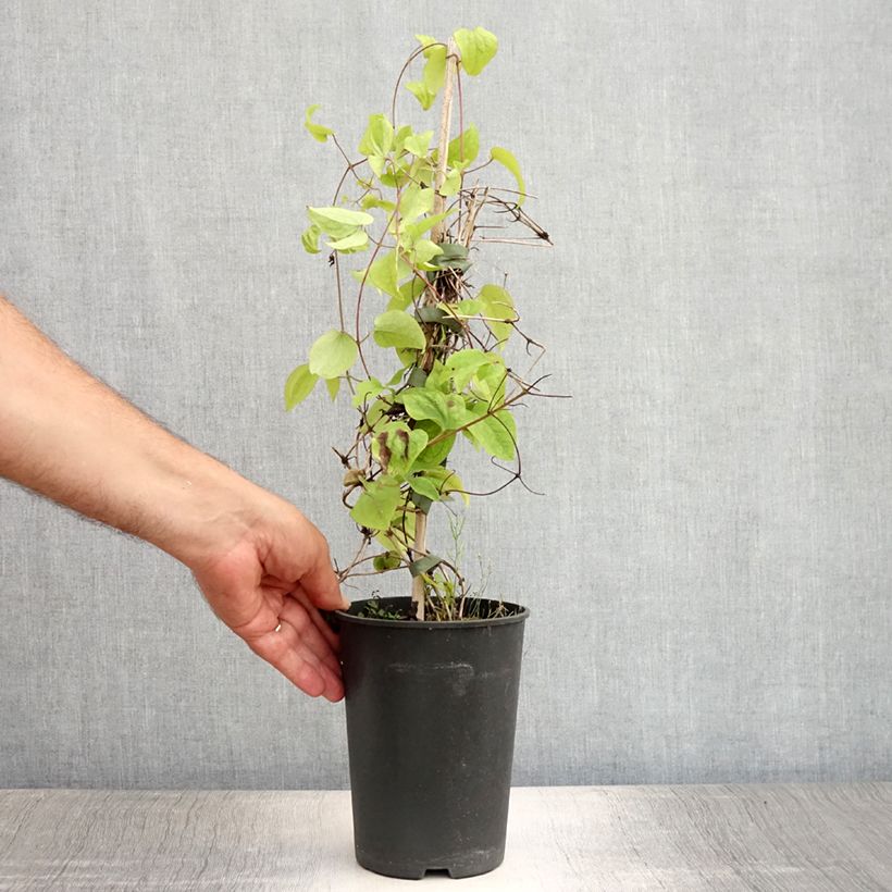 Ejemplar de Clematis montana Wilsonii Maceta 2L/3L entregado en verano