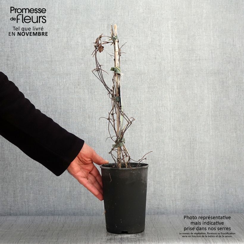 Ejemplar de Clematis Mrs Cholmondeley Maceta 1,5L/2L entregado en otoño