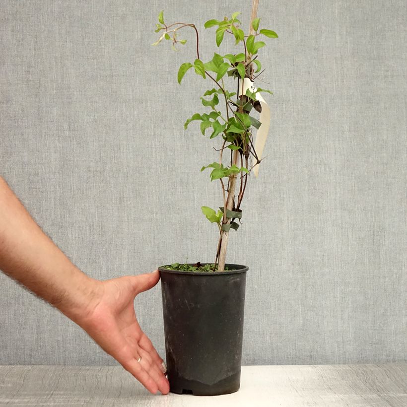 Ejemplar de Clematis Myosotis Maceta 2L/3LAltura de entrega aprox. 40cm entregado en verano