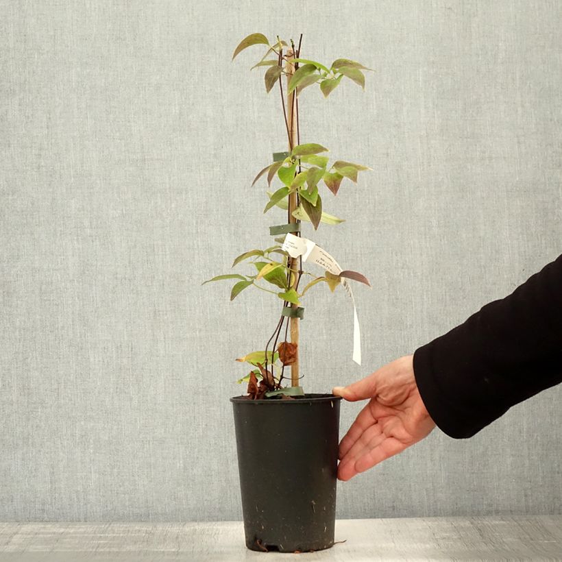 Ejemplar de Clematis lanuginosa Nelly Moser Maceta 2L/3L entregado en otoño