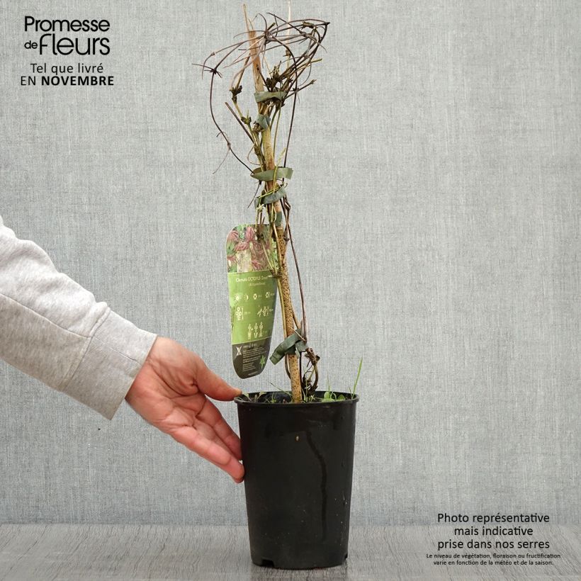 Ejemplar de Clematis Octopus Maceta 2L/3L entregado en otoño