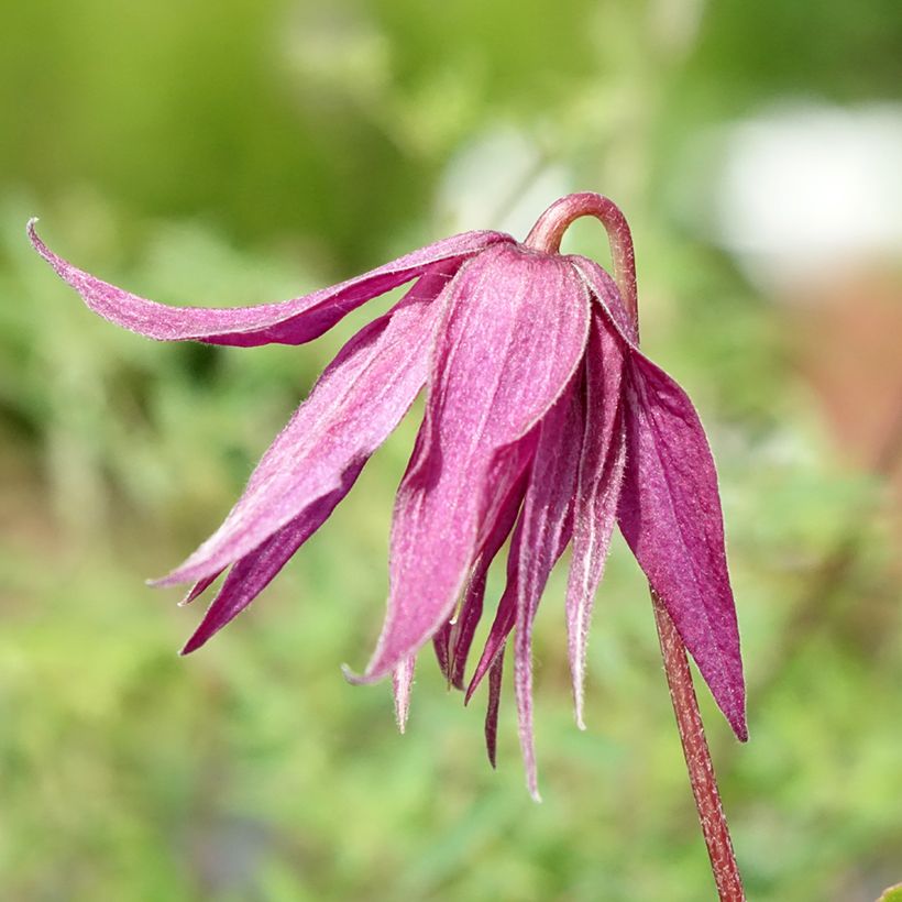 Clematis Octopus (Floración)