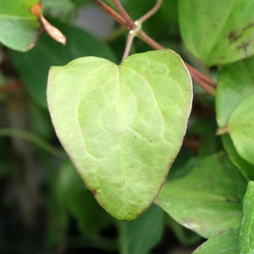 Clematis Mandy (Follaje)