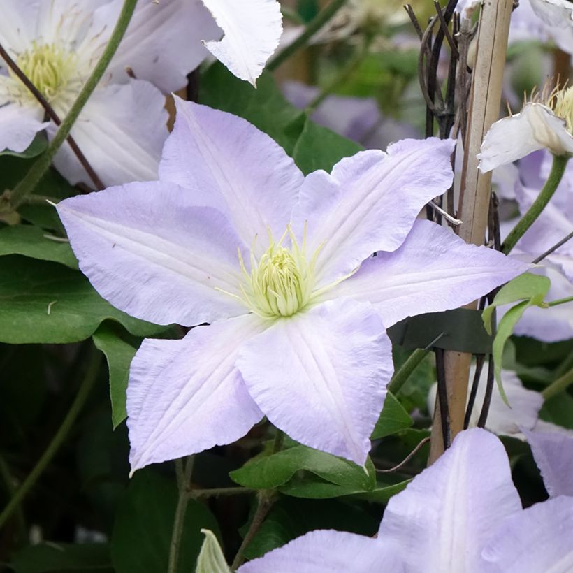 Clematis Spotlight (Floración)