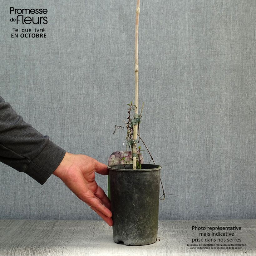 Ejemplar de Clematis Pernille Maceta 2L/3L entregado en otoño