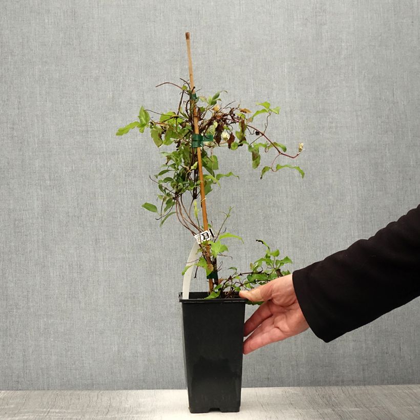 Ejemplar de Clematis Picardy Maceta 1,5L/2L entregado en verano