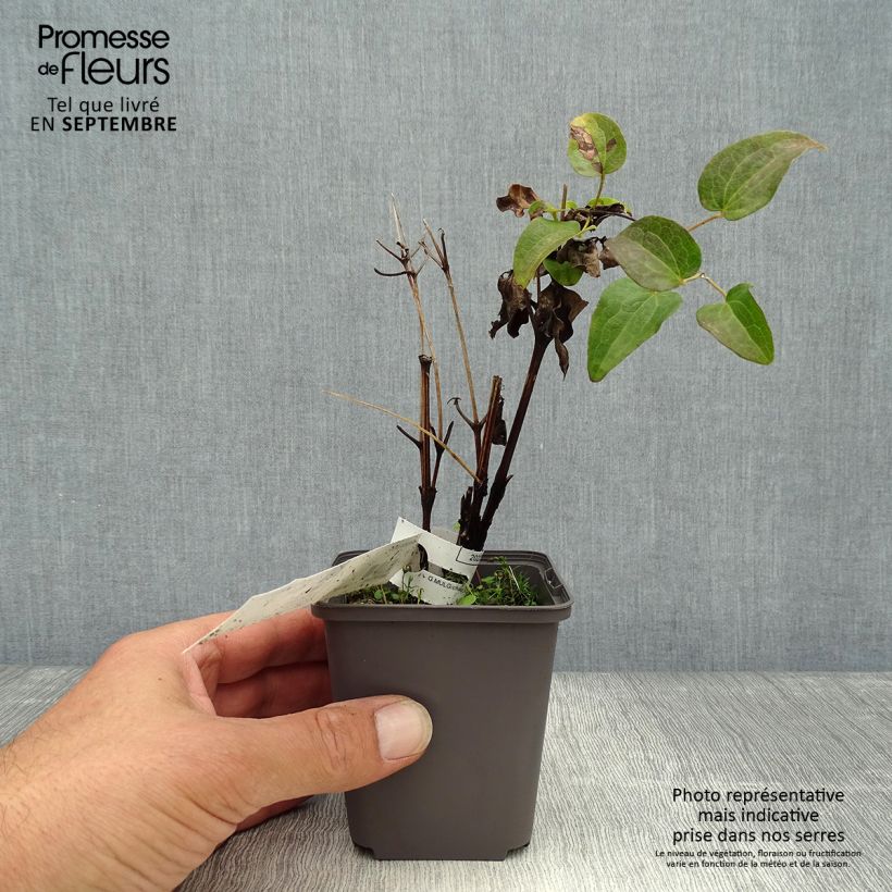 Ejemplar de Clematis Piilu Maceta de 8/9 cm entregado en otoño