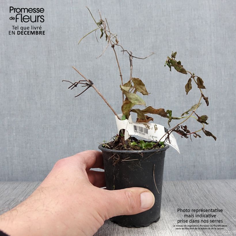 Ejemplar de Clematis Proteus Maceta de 8/9 cm entregado en otoño