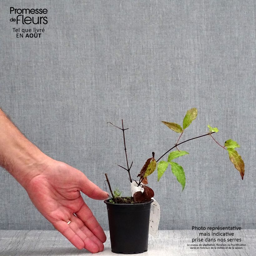 Ejemplar de Clematis Proteus Maceta de 8/9 cm entregado en verano