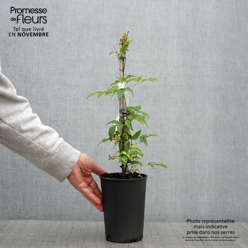 Ejemplar de Clematis Proteus Maceta 2L/3L entregado en otoño