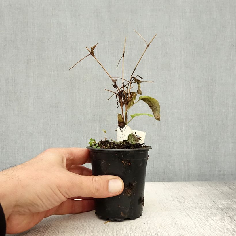 Ejemplar de Clematis Rasputin Maceta de 8/9 cm entregado en otoño