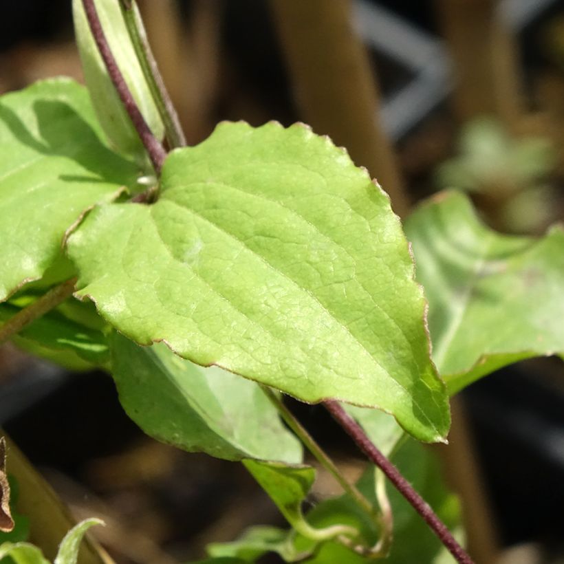 Clematis Rebecca (Follaje)