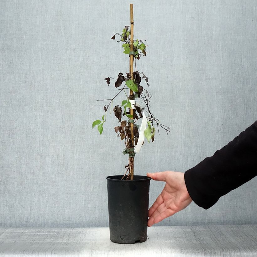 Ejemplar de Clematis Romantika Maceta 2L/3L entregado en otoño