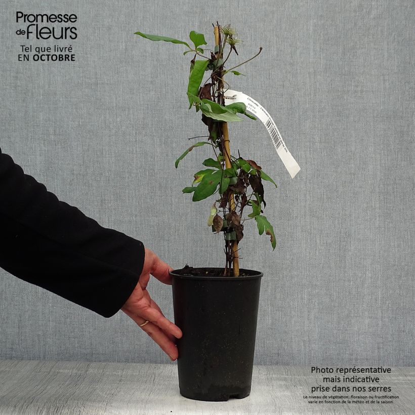 Ejemplar de Clematis Rouge Cardinal Maceta 2L/3L entregado en otoño