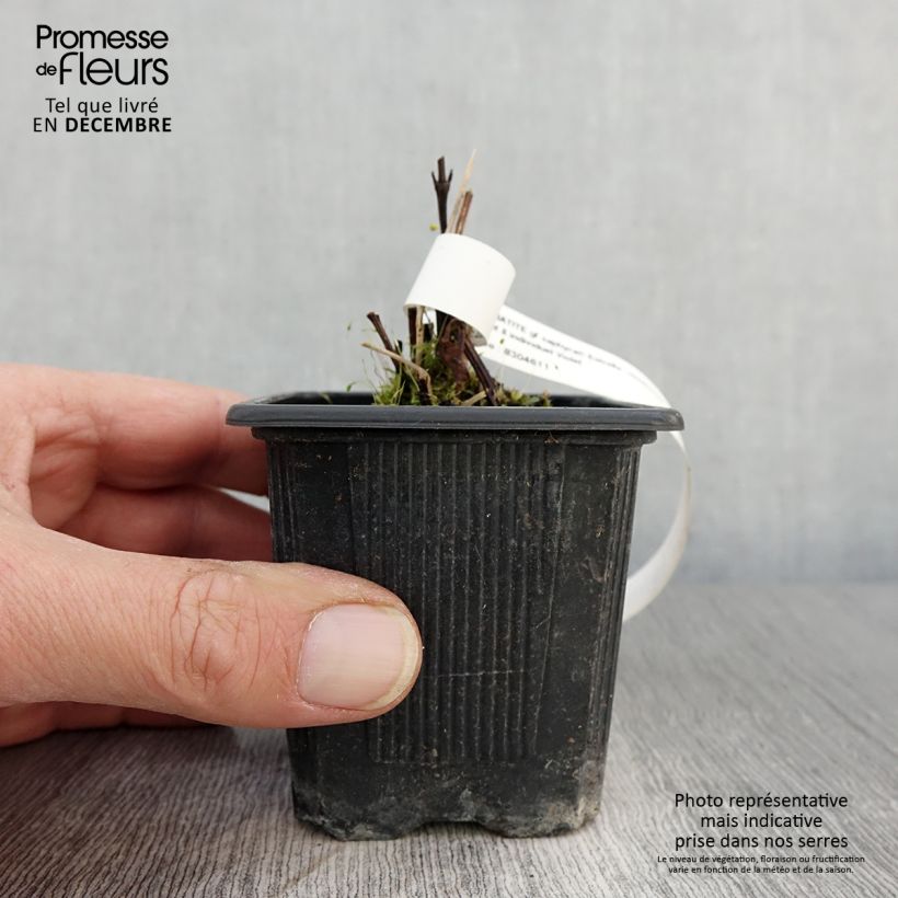 Ejemplar de Clematis Saphyra Estrella Maceta de 8/9 cm entregado en otoño