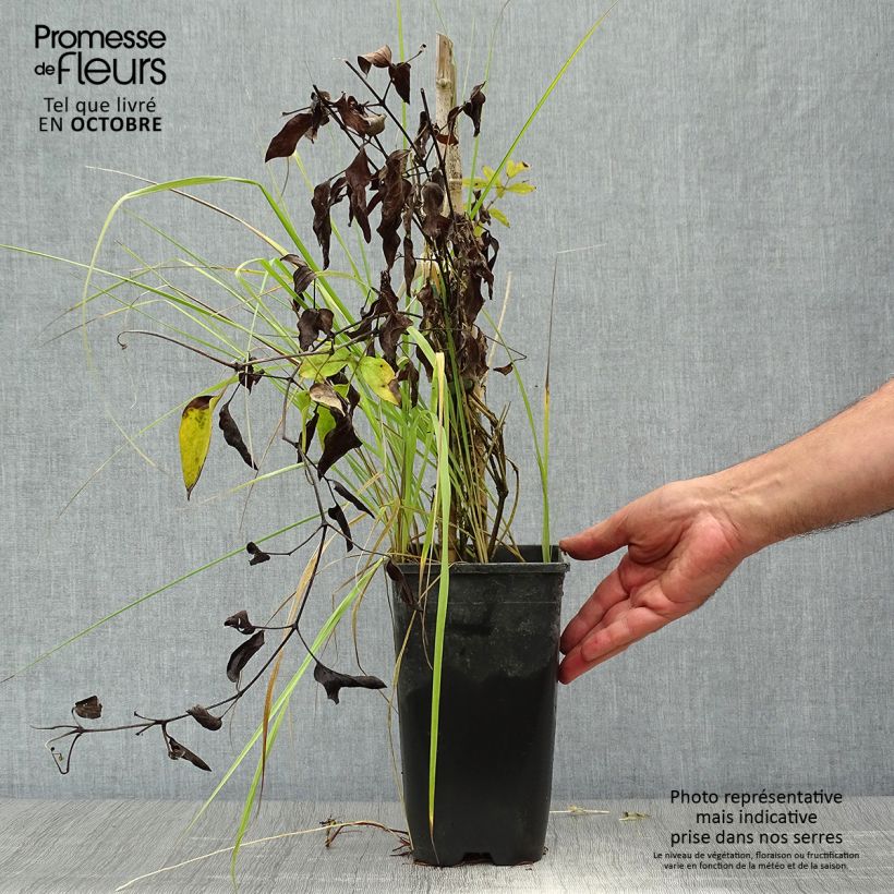 Ejemplar de Clematis Saphyra Maceta 2L/3L entregado en otoño