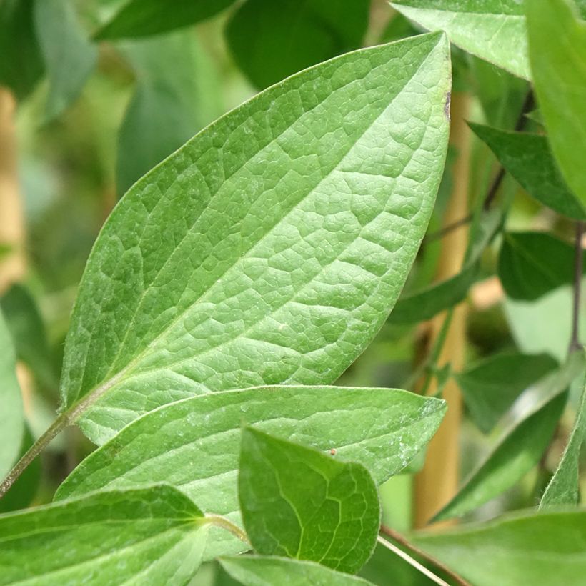 Clematis Saphyra (Follaje)