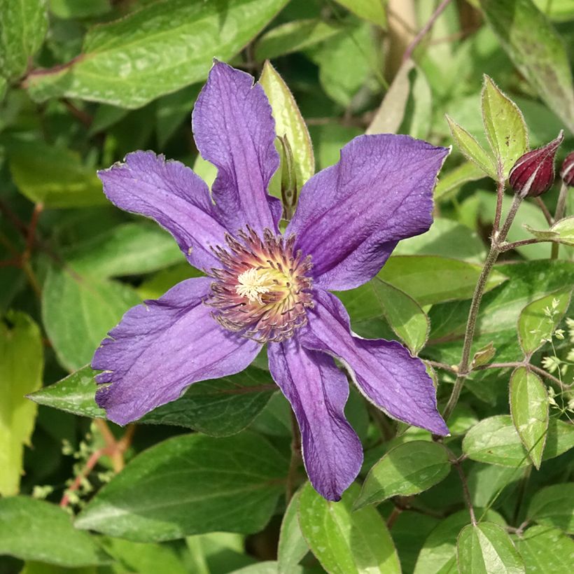 Clematis Saphyra (Floración)