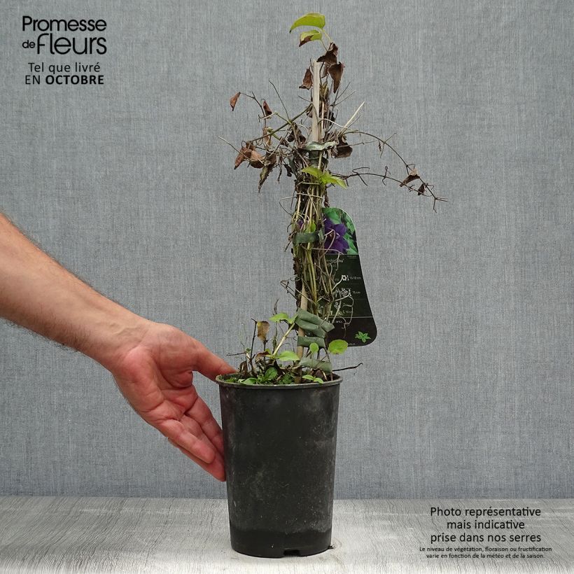 Ejemplar de Clematis Shin-Shigyoku Maceta 2L/3L entregado en otoño