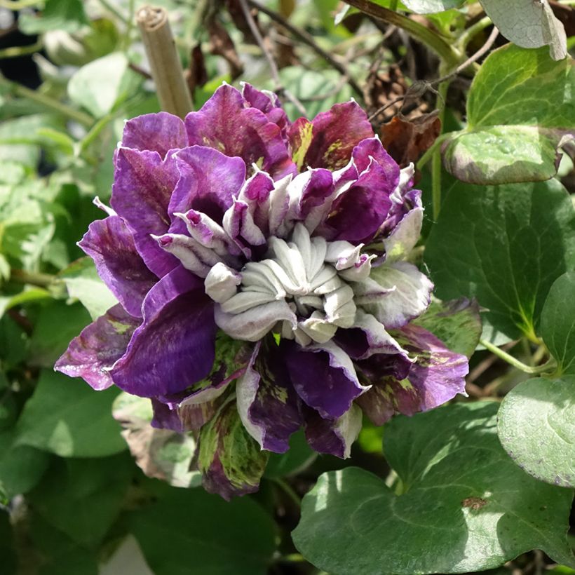 Clematis Shin-Shigyoku (Floración)