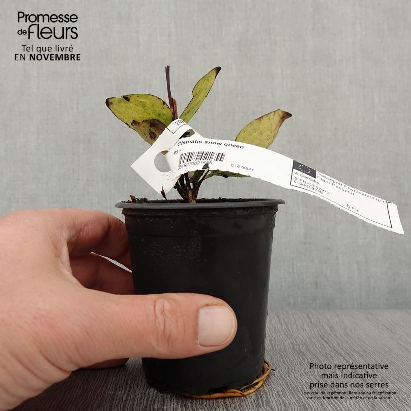 Ejemplar de Clematis Snow Queen Maceta de 8/9 cm entregado en otoño