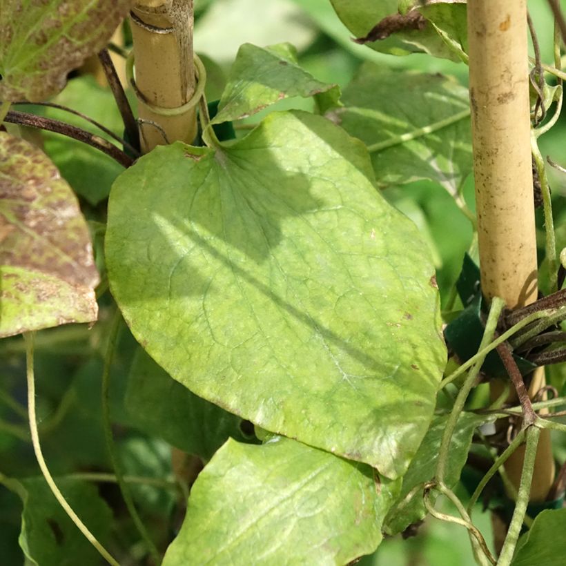 Clematis Solidarnosc (Follaje)