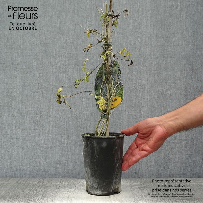 Ejemplar de Clematis Spiky Maceta 2L/3L entregado en otoño