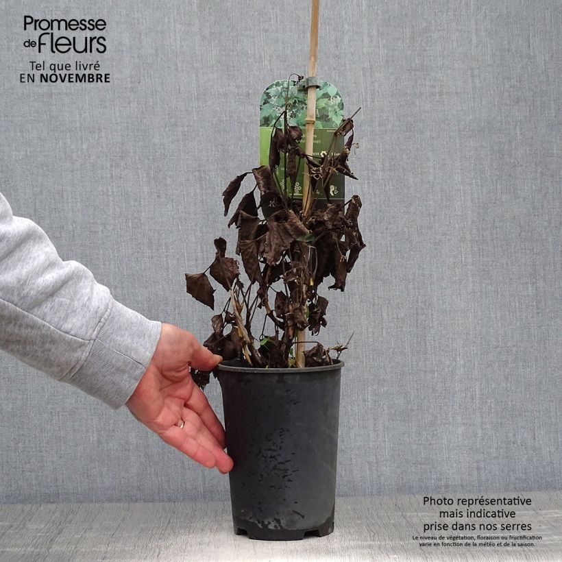 Ejemplar de Clematis stans Maceta 2L/3L entregado en otoño