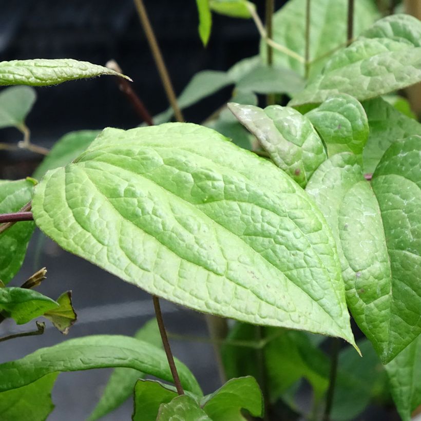 Clematis Star of Pakistan (Follaje)