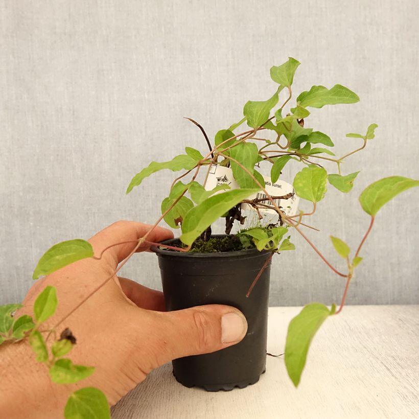 Ejemplar de Clematis Sunset Maceta de 8/9 cm entregado en verano