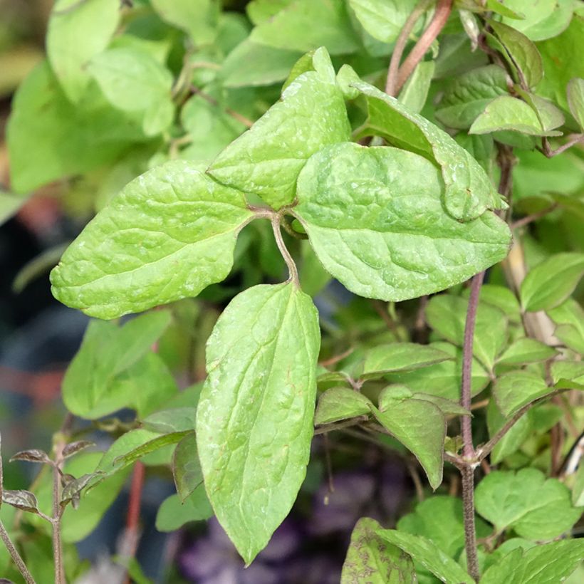 Clematis viticella Super Nova (Follaje)