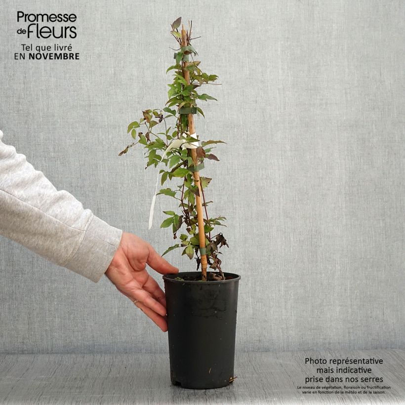 Ejemplar de Clematis Supernight Maceta 2L/3L entregado en otoño