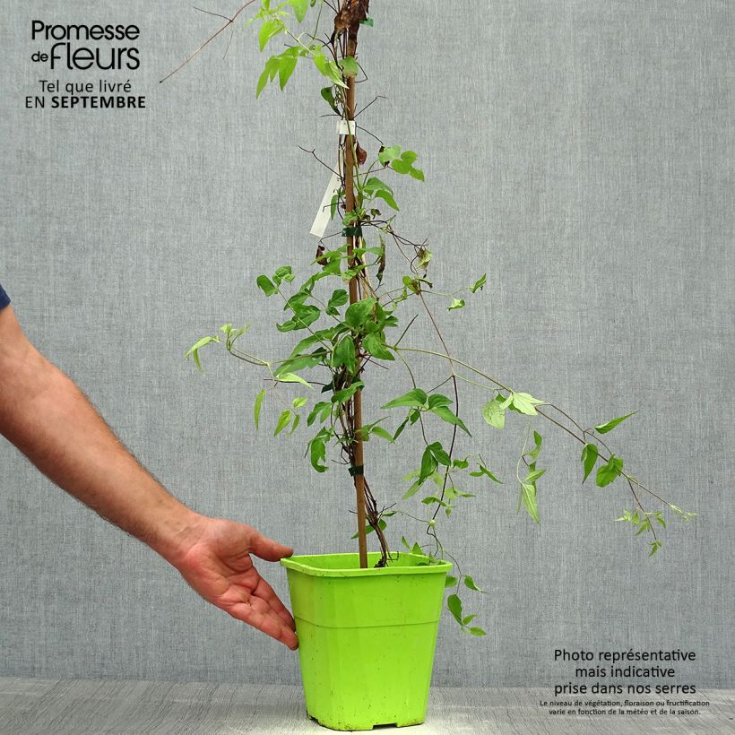 Ejemplar de Clematis Taiga Maceta 3L/4L entregado en otoño