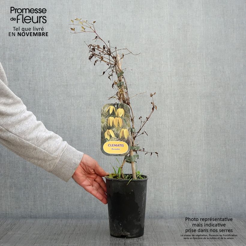 Ejemplar de Clematis tangutica Aureolin Maceta 2L/3L entregado en otoño