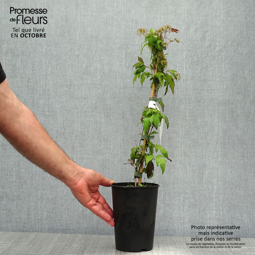 Ejemplar de Clematis tangutica Grace Maceta 2L/3L entregado en otoño