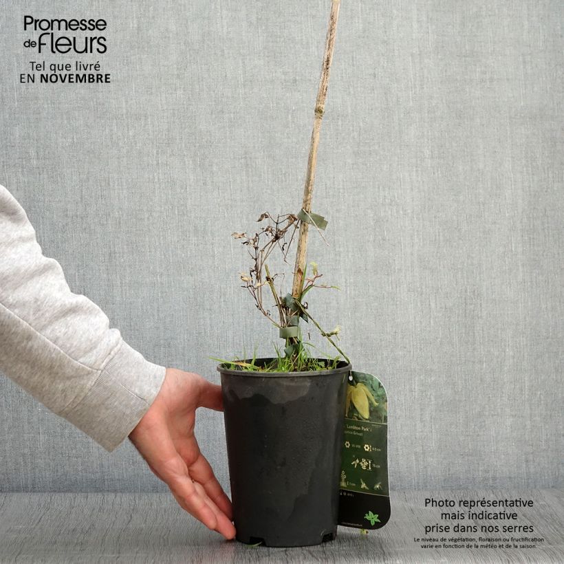 Ejemplar de Clematis tangutica Lambton Park Maceta 2L/3L entregado en otoño