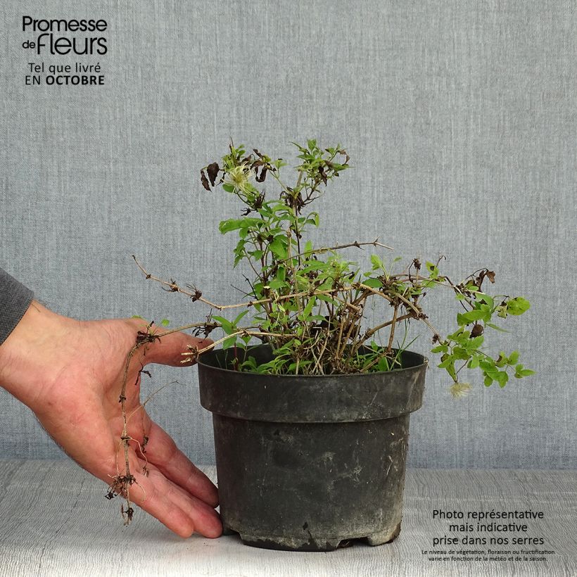 Ejemplar de Clematis tangutica Little Lemons Maceta 2L/3L entregado en otoño