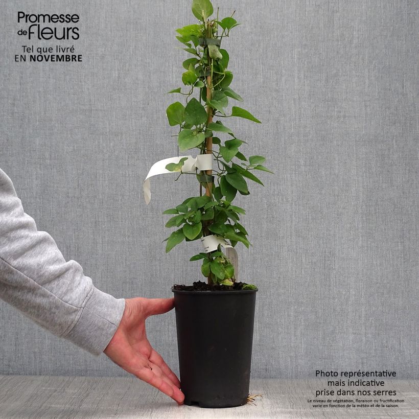 Ejemplar de Clematis flammula terniflora - Clemátide olorosa Maceta 2L/3L entregado en otoño